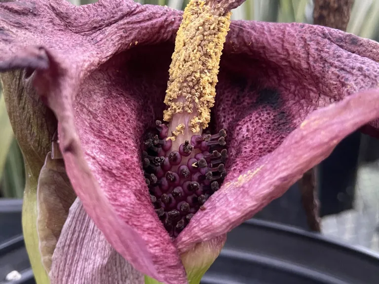 Amorphophallus henryi old male flowers and pollinated female flowers going to fruit