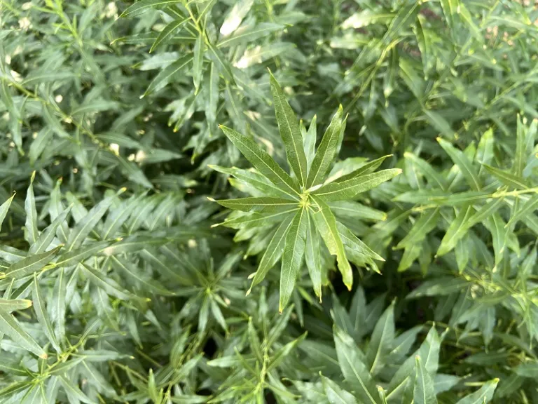 Amsonia tabernaemontana foliage