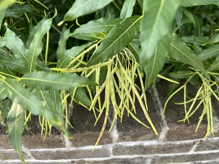 Amsonia tabernaemontana fruit