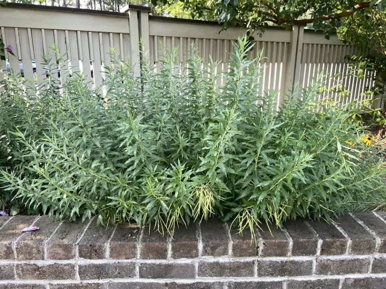 Amsonia tabernaemontana fruiting habit