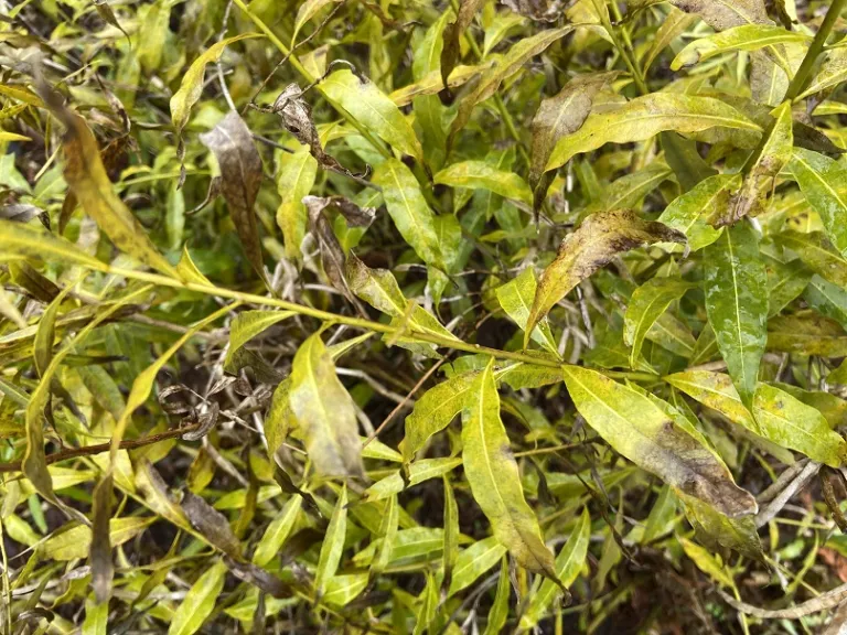 Amsonia tabernaemontana var. salicifolia fall foliage