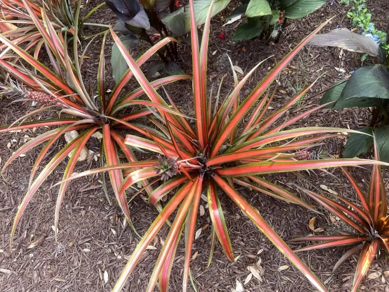 Ananas comosus foliage