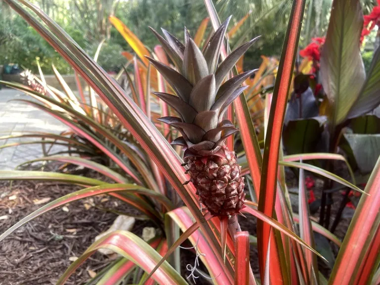 Ananas comosus fruit