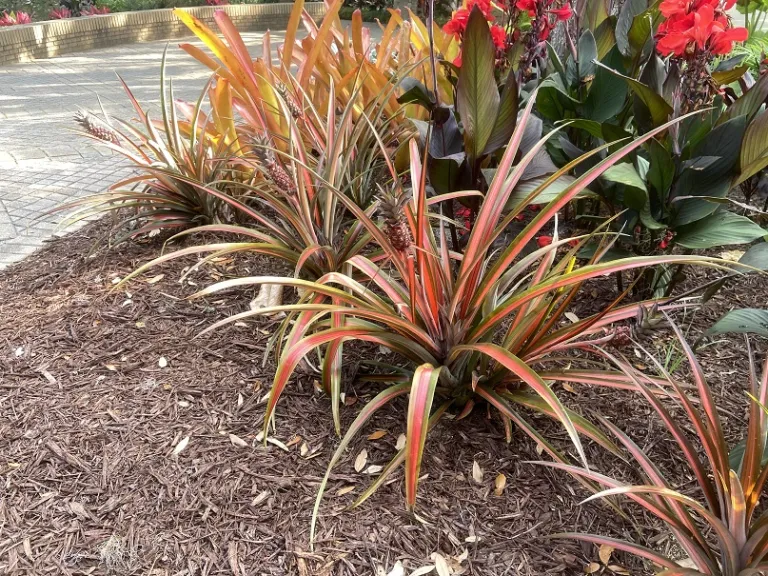 Ananas comosus habit