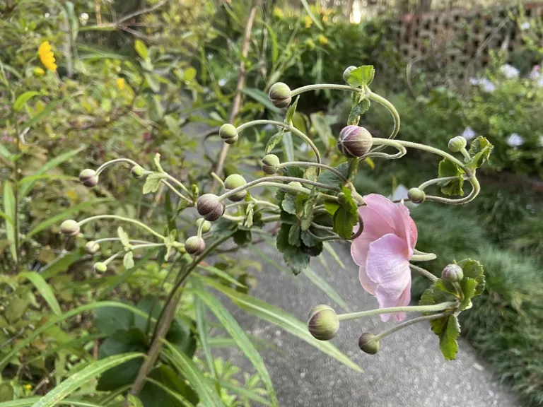 Anemone ×hybrida flower buds