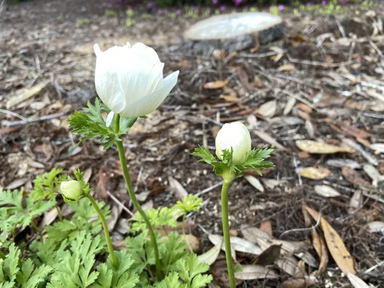 Anemone coronaria 'Die Braut' ([De Caen Group] The Bride) flower bud