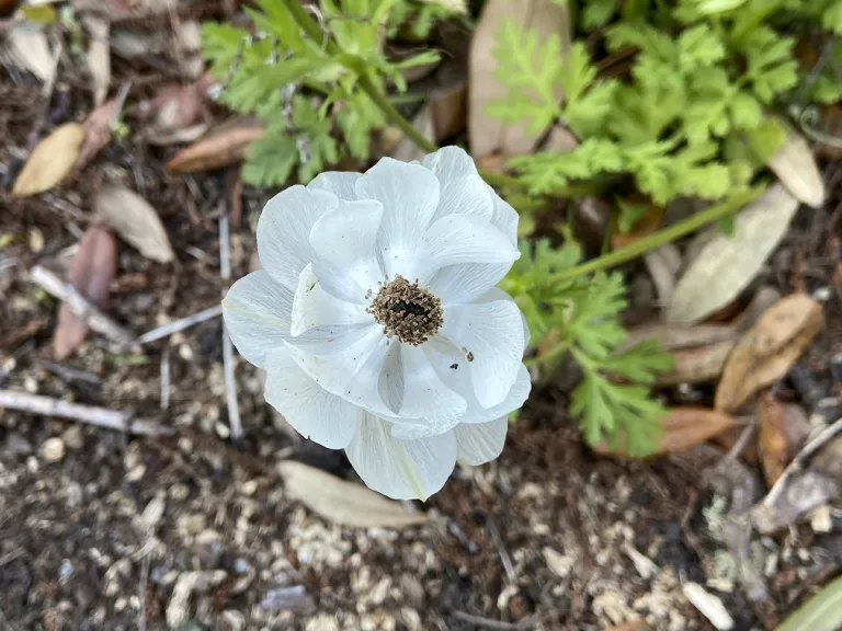 Anemone coronaria 'Die Braut' ([De Caen Group] The Bride) flower