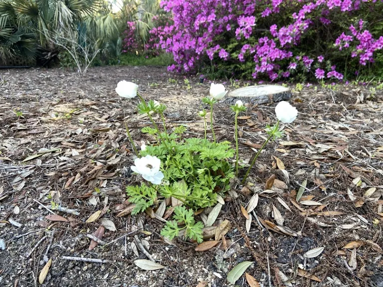 Anemone coronaria [De Caen Group] 'Die Braut' (The Bride) flowering habit