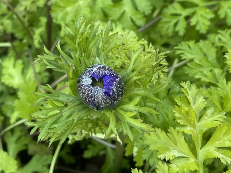 Anemone coronaria 'Lord Lieutenant' flower bud