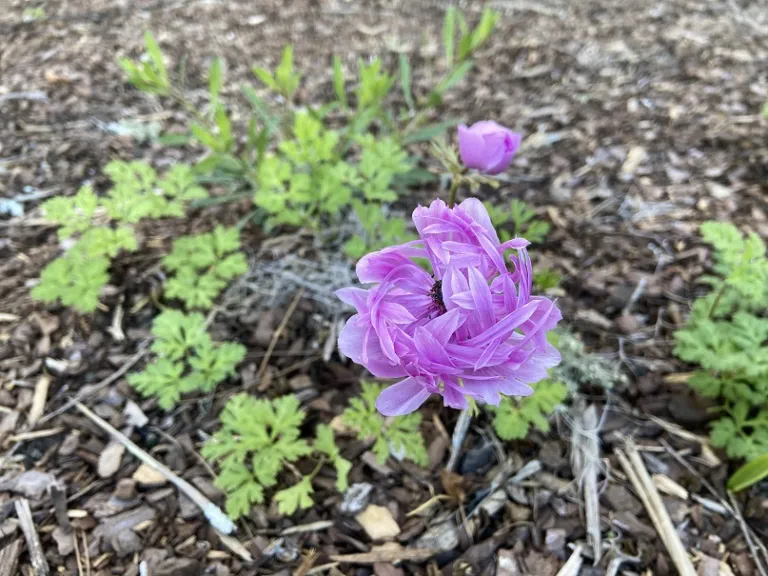 Anemone coronaria 'The Admiral' flower
