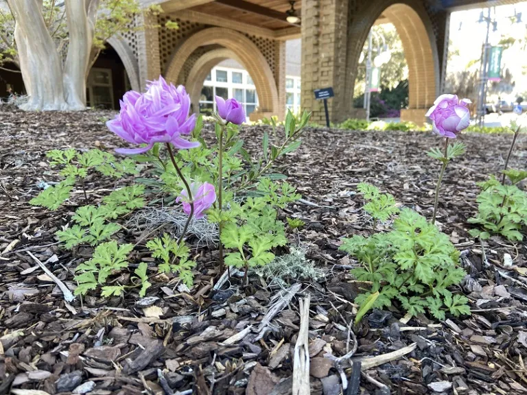 Anemone coronaria 'The Admiral' flowering habit