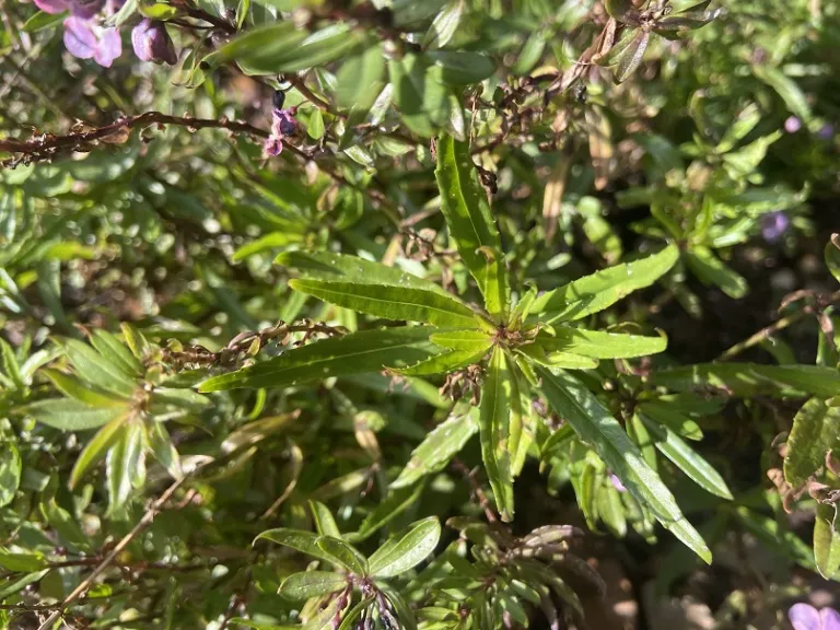 Angelonia angustifolia 'Balangspery' (AngelMist® Spreading Berry Sparkler) foliage