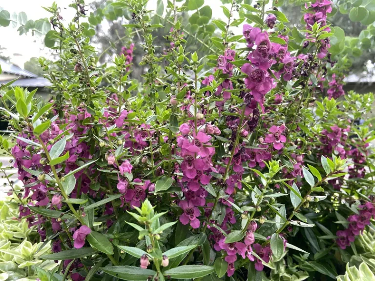 Angelonia angustifolia 'Balarcaspim' (Archangel™ Raspberry) flowering habit