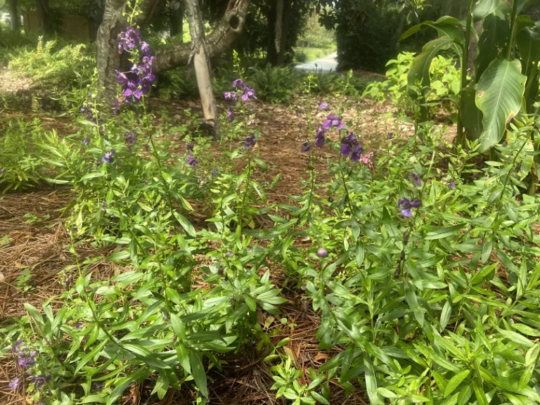 Angelonia angustifolia 'Balarckle' (Archangel™ Dark Purple) flowering habit