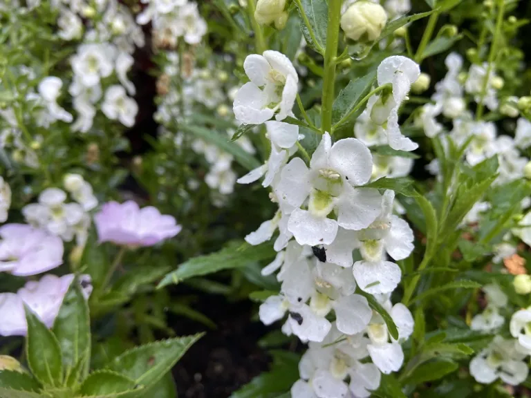 Angelonia angustifolia 'Balarcwitim' (Archangel™ White Improved) flower