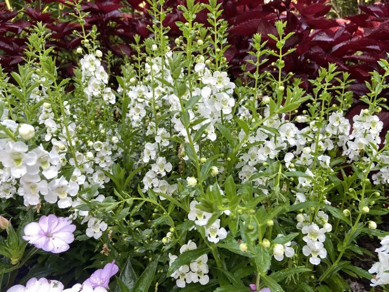 Angelonia angustifolia 'Balarcwitim' (Archangel™ White Improved) flowering
