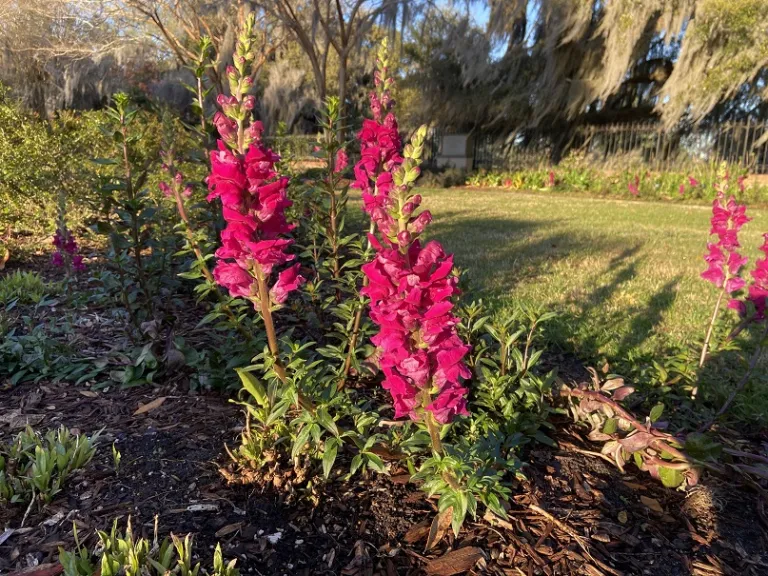 Antirrhinum majus 'PAS123759' (Potomac™ Royal) flowering habit