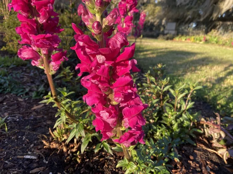 Antirrhinum majus 'PAS123759' (Potomac™ Royal) flowers