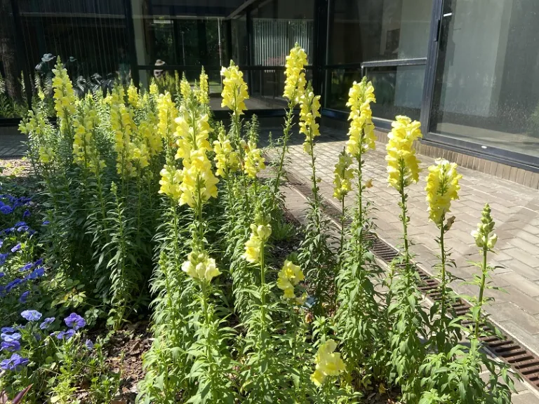 Antirrhinum majus 'Sonnet Yellow' (Sonnet Series)