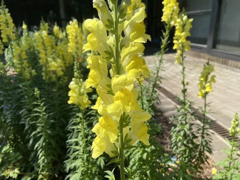 Antirrhinum majus 'Sonnet Yellow' (Sonnet Series) flowers