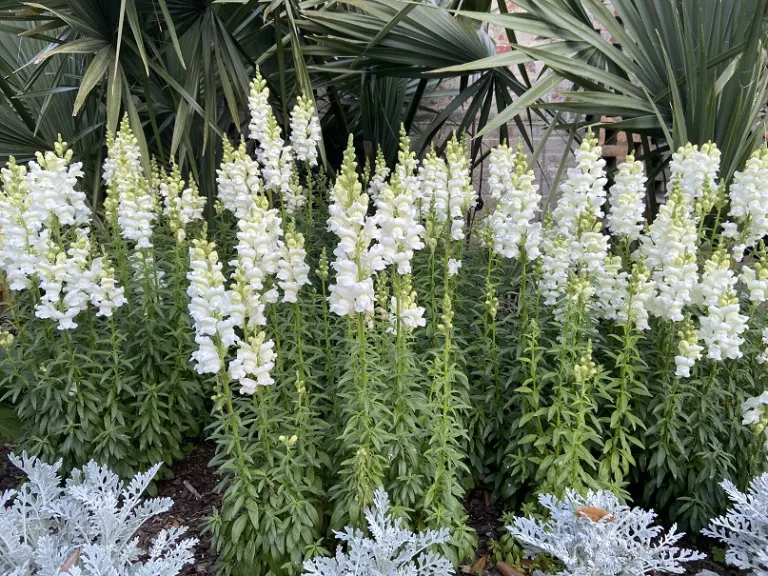 Antirrhinum majus 'Speedy Sonnet White' flowering habit