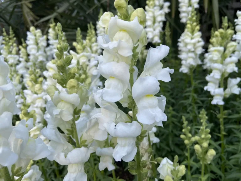 Antirrhinum majus 'Speedy Sonnet White' flowers