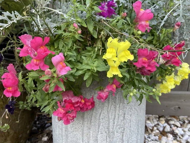 Antirrhinum majus (Candy Showers Mix) flowering habit