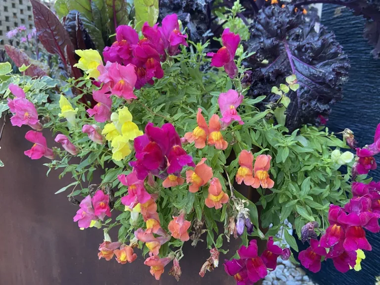 Antirrhinum majus (Candy Showers Mix) flowering habit