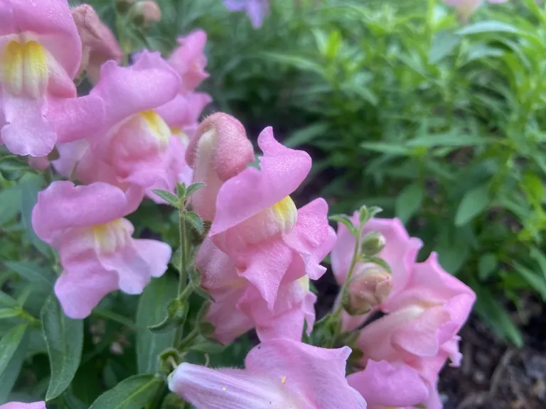 Antirrhinum majus (Snaptastic™ Pink) flower