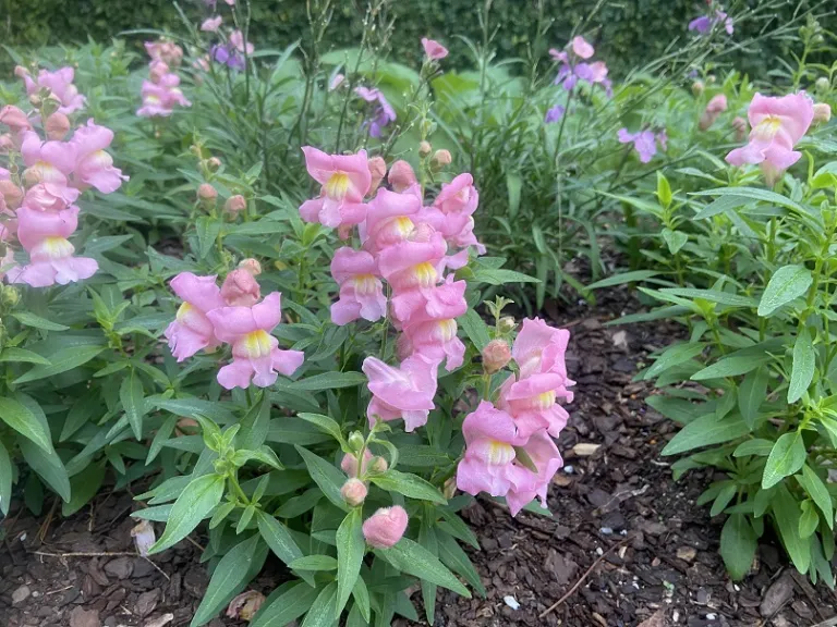 Antirrhinum majus (Snaptastic™ Pink) flowering habit