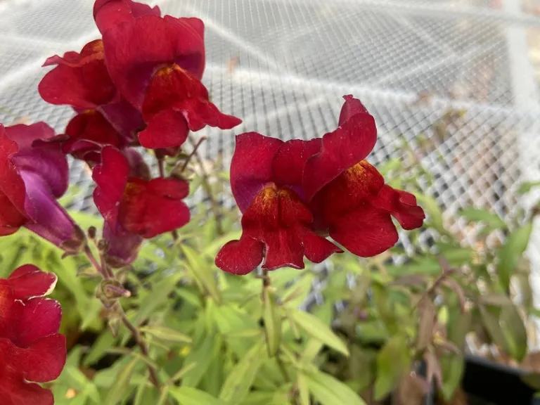 Antirrhinum majus (Snaptastic™ Red) flower