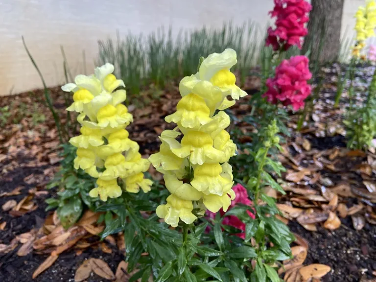 Antirrhinum majus (Sonnet Mix) flower