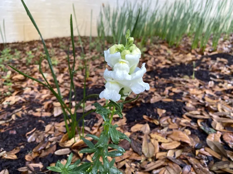 Antirrhinum majus (Sonnet Mix) flower