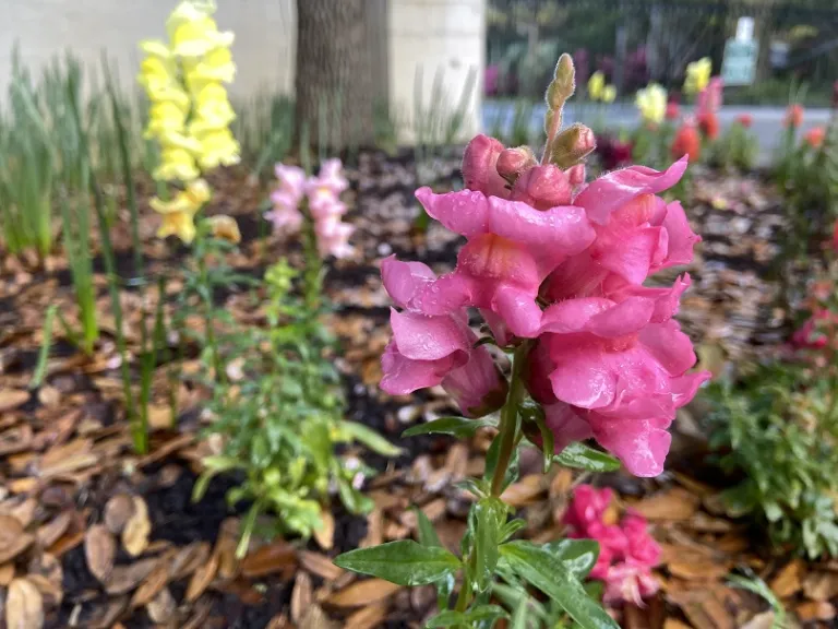 Antirrhinum majus (Sonnet Mix) flower