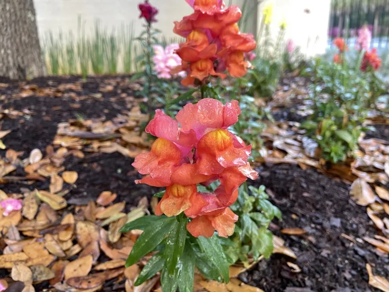 Antirrhinum majus (Sonnet Mix) flower