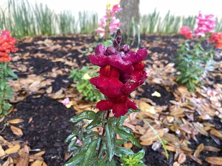 Antirrhinum majus (Sonnet Mix) flower