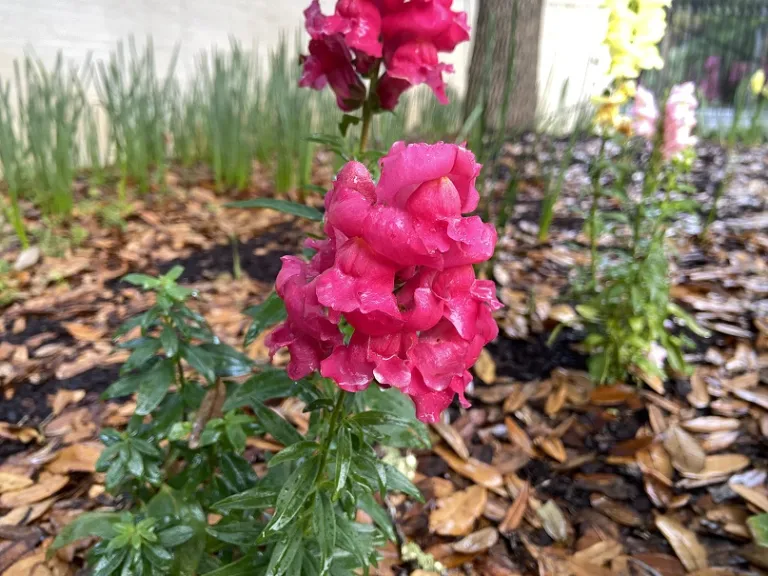 Antirrhinum majus (Sonnet Mix) flower