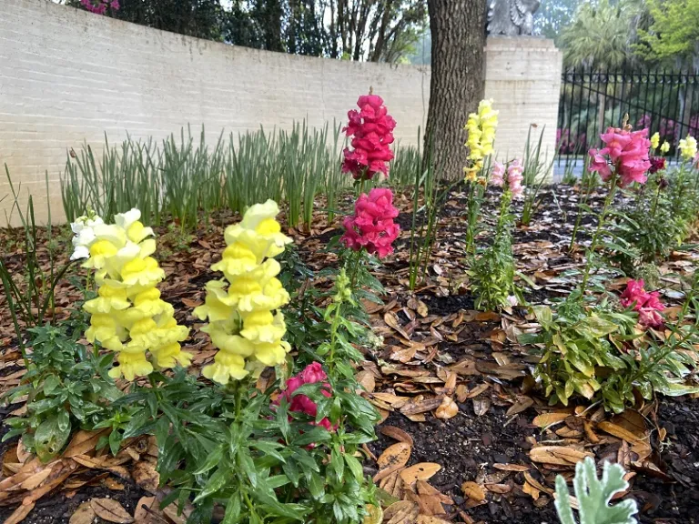 Antirrhinum majus (Sonnet Mix) flowering habit