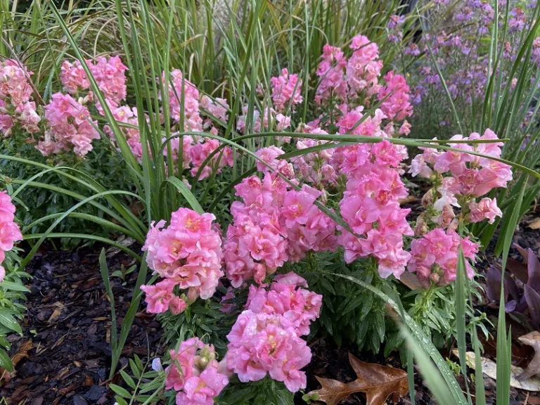 Antirrhinum majus (Twinny™ Rose) flowering habit