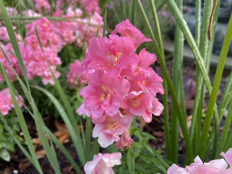 Antirrhinum majus (Twinny™ Rose) flowers