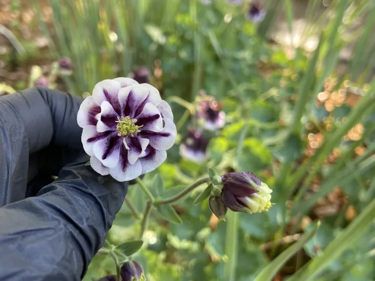 Aquilegia hybrida 'Double Pleat Blackberry' flower