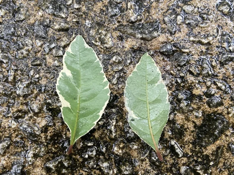 Ardisia japonica 'Ito-Fukurin' leaf front and back