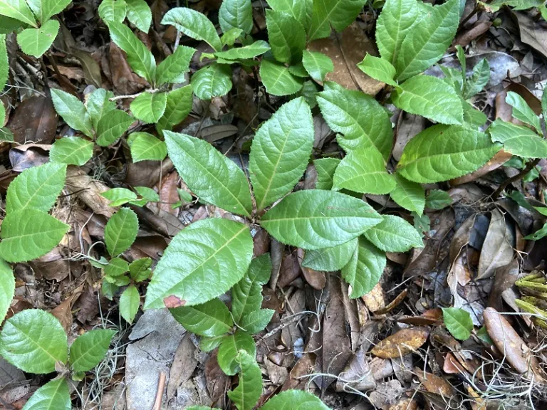 Ardisia japonica foliage