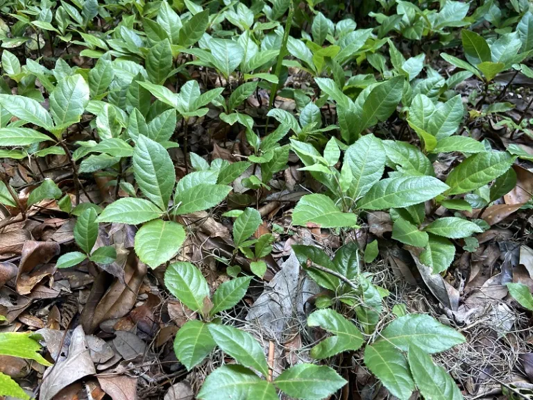 Ardisia japonica habit