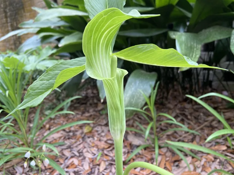 Arisaema triphyllum flower