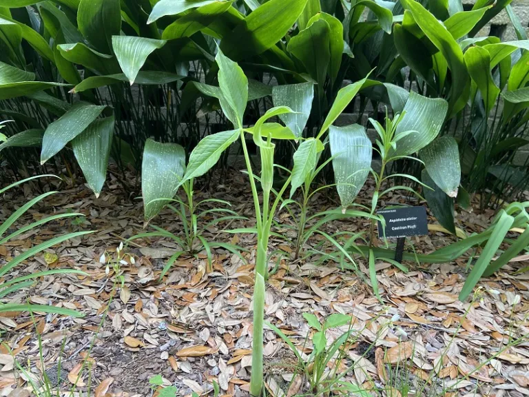 Arisaema triphyllum flowering habit