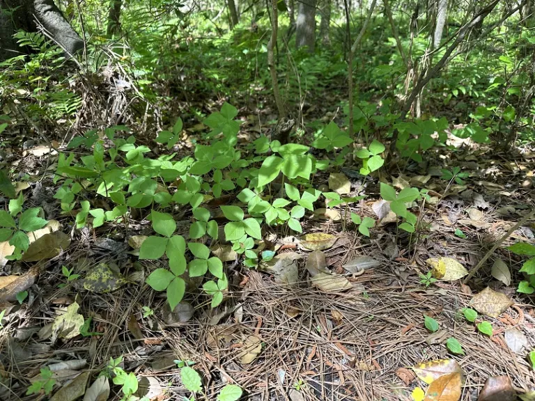 Arisaema triphyllum habit