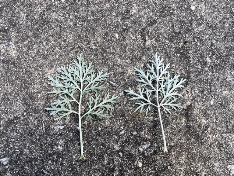 Artemisia 'Powis Castle' leaf front and back