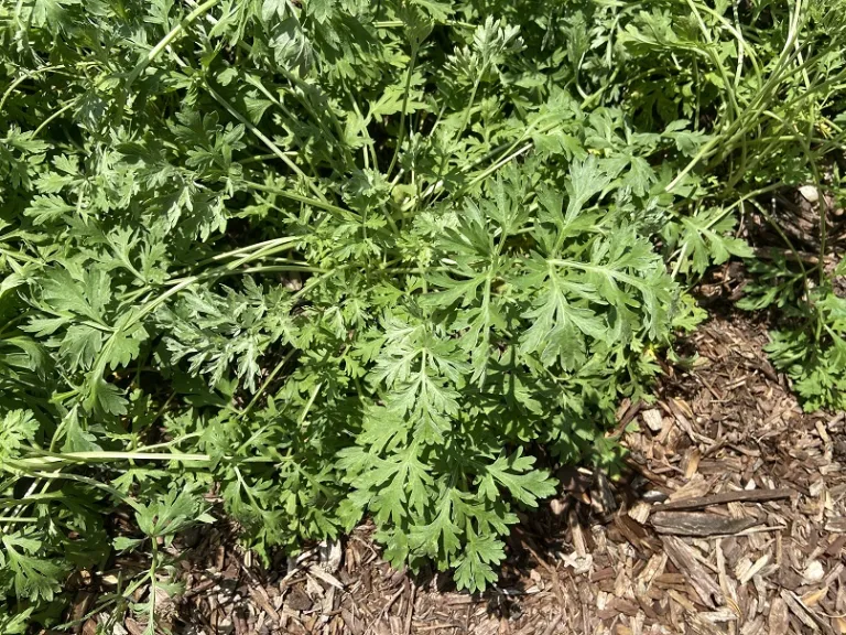 Artemisia annua foliage