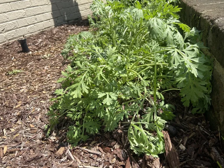 Artemisia annua habit